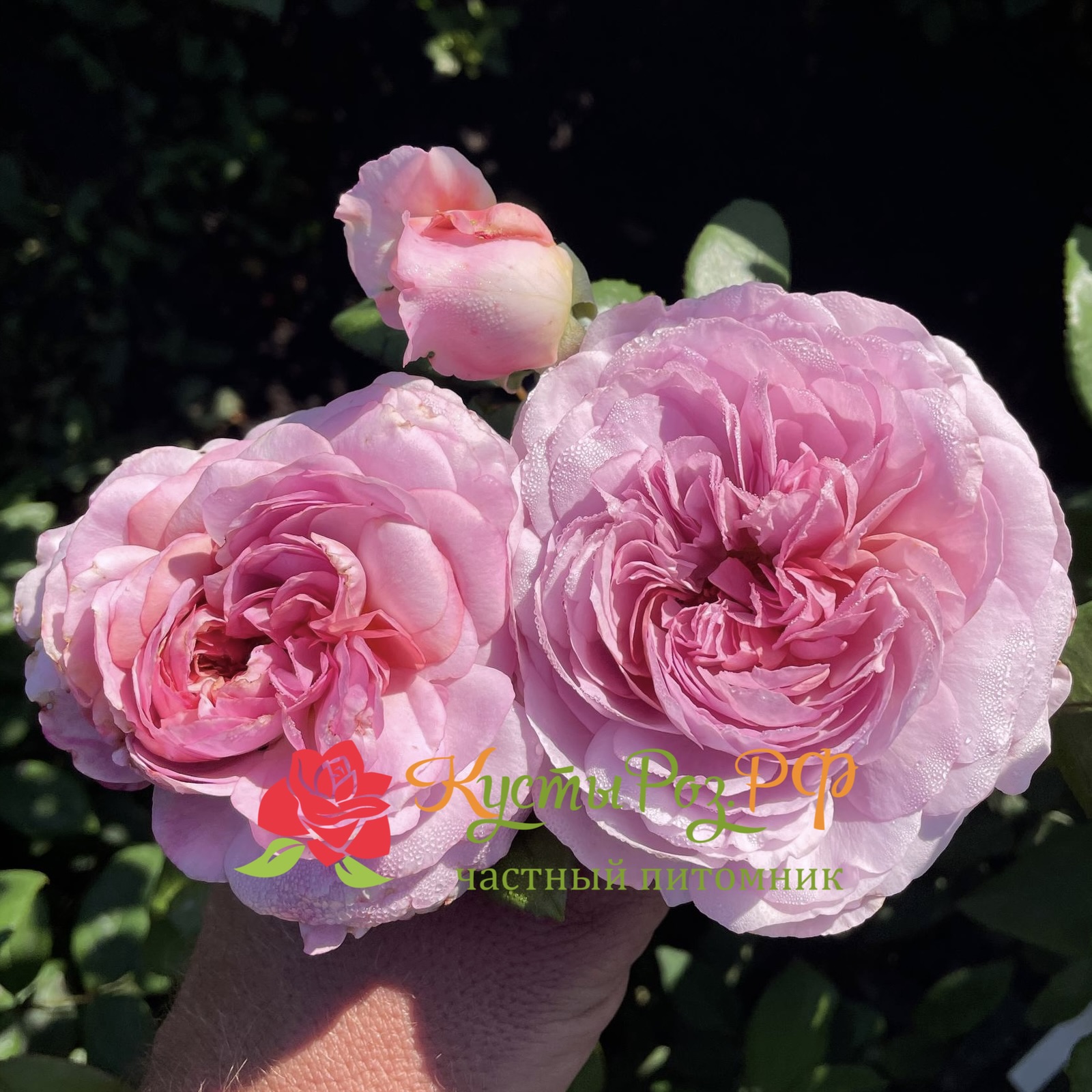 Зе Прайд (The Pride) в Махачкале