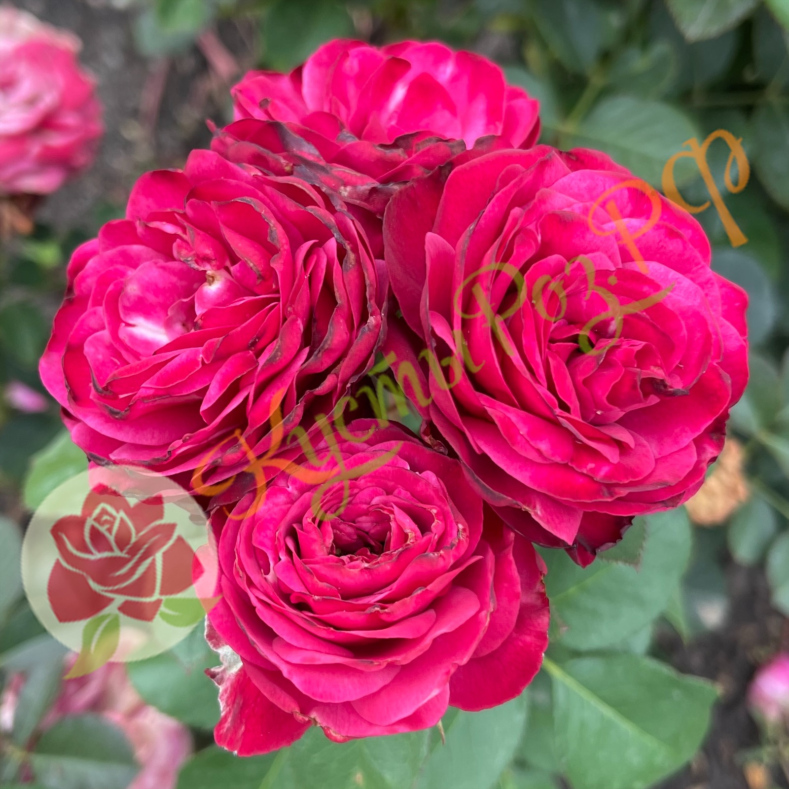 Пати Трендсеттер (Party Trendsetter) в Махачкале