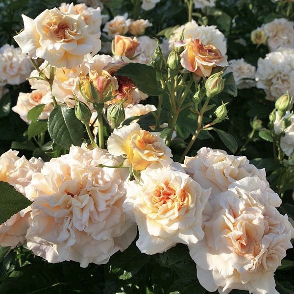 Комтесса в Махачкале