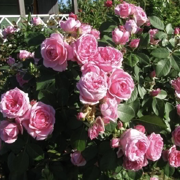 Прейри Джой в Махачкале