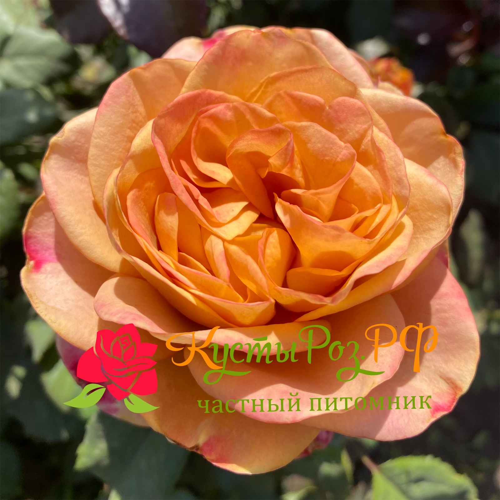 Симбол (Symbol) в Махачкале