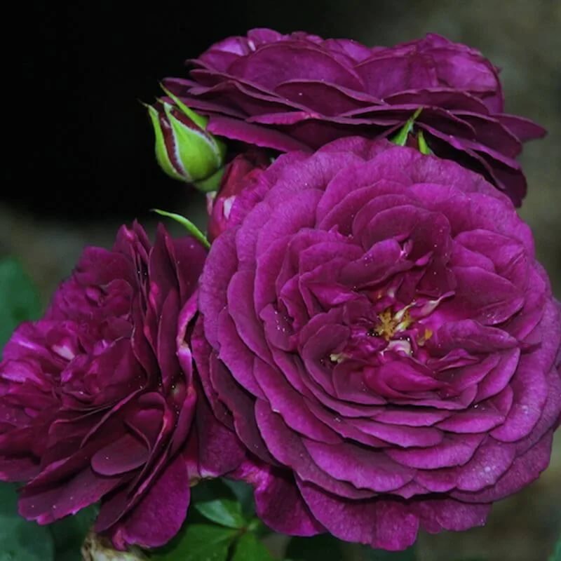 Эбб Тайд (Ebb Tide) в Махачкале