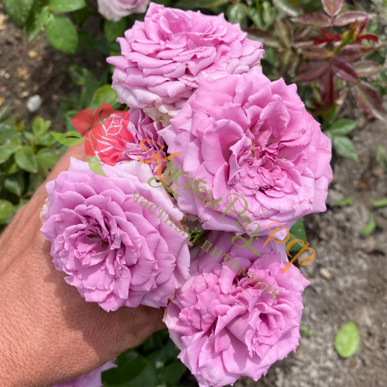 Сиреневый Туман (Lilac Fog) в Махачкале