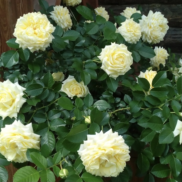 Надя Мейяндекор в Махачкале