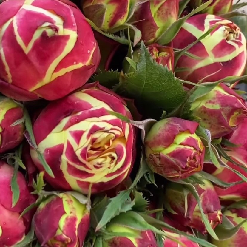 Вулканика в Махачкале