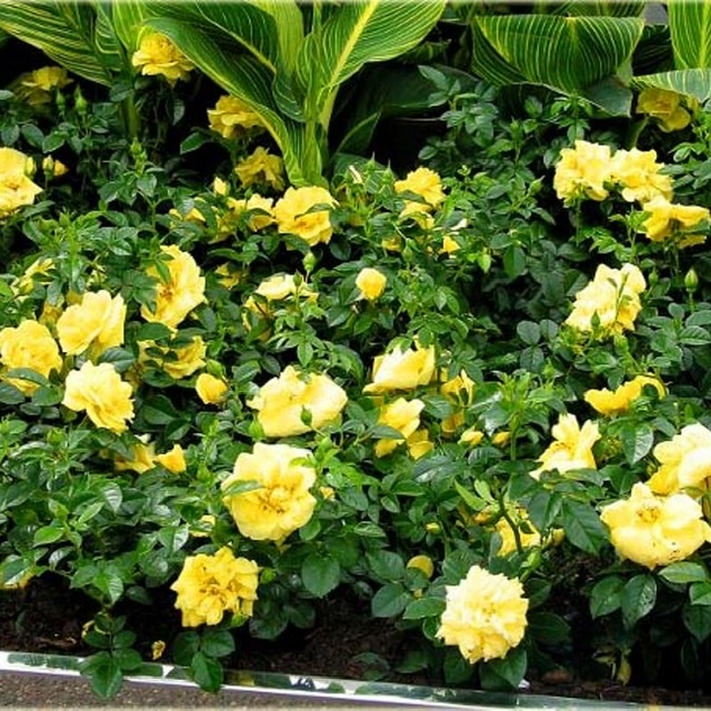 Йеллоу Фейри в Махачкале