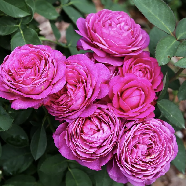 Хайди Клум в Махачкале