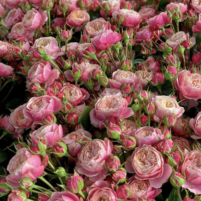 Викториан Классик в Махачкале