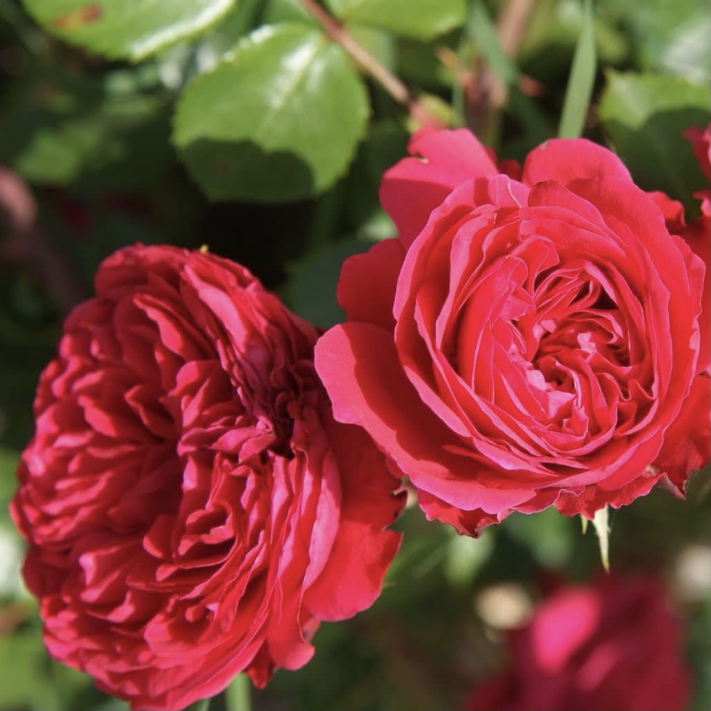 Ален Сушон в Махачкале