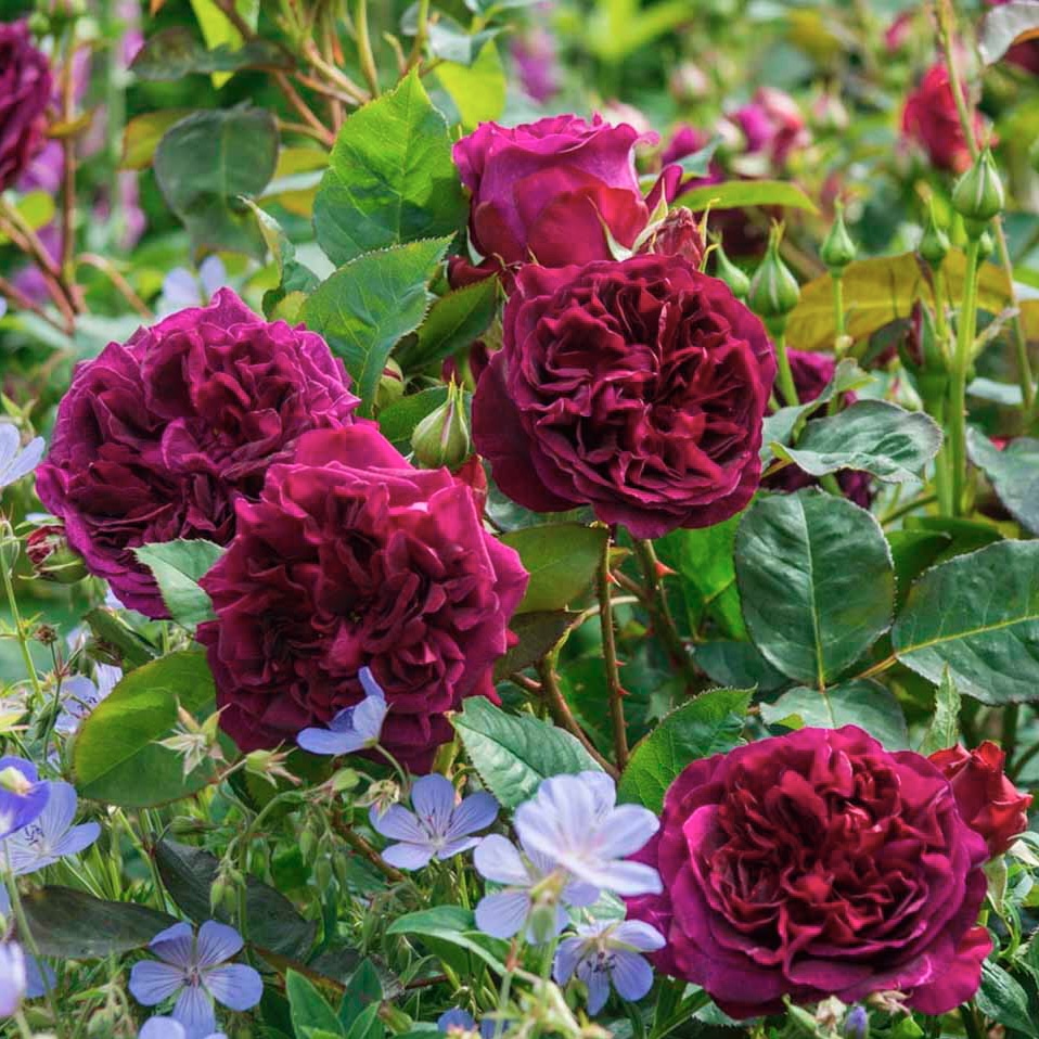 Манстед Вуд в Махачкале