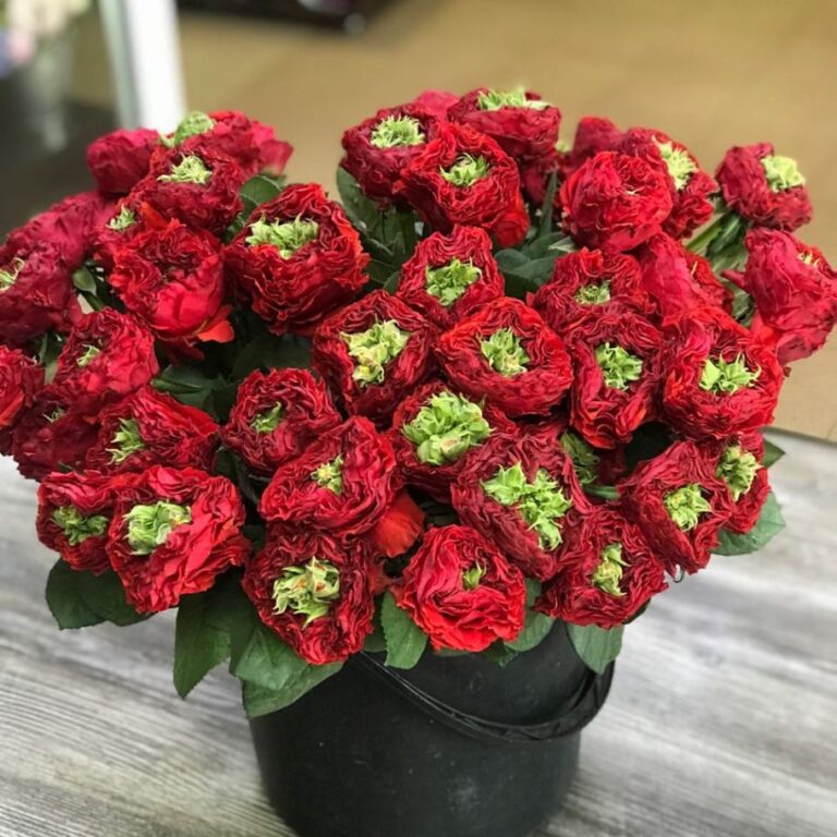 Ред Ай в Махачкале