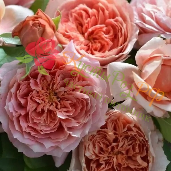 Мулен де ла Галетт (Moulin de la Galette) в Махачкале