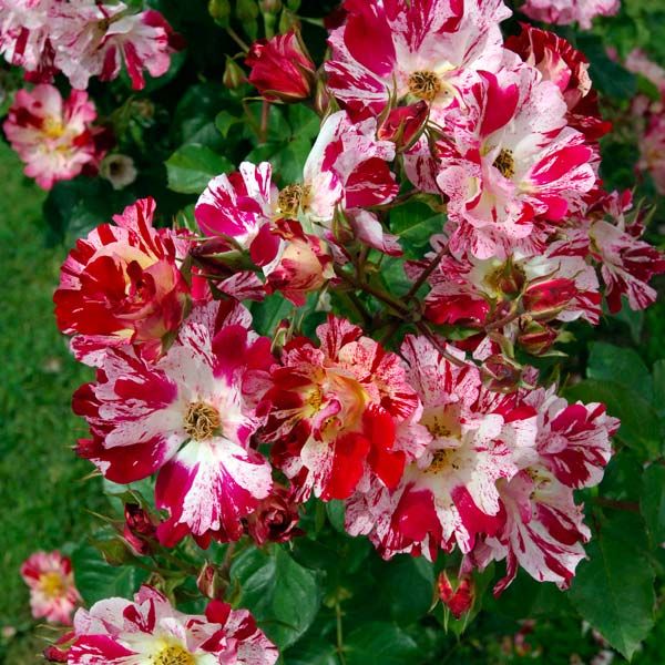 Ханаби в Махачкале