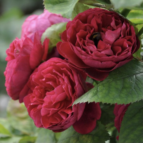 Бисэнтэнер дэ Гийо в Махачкале