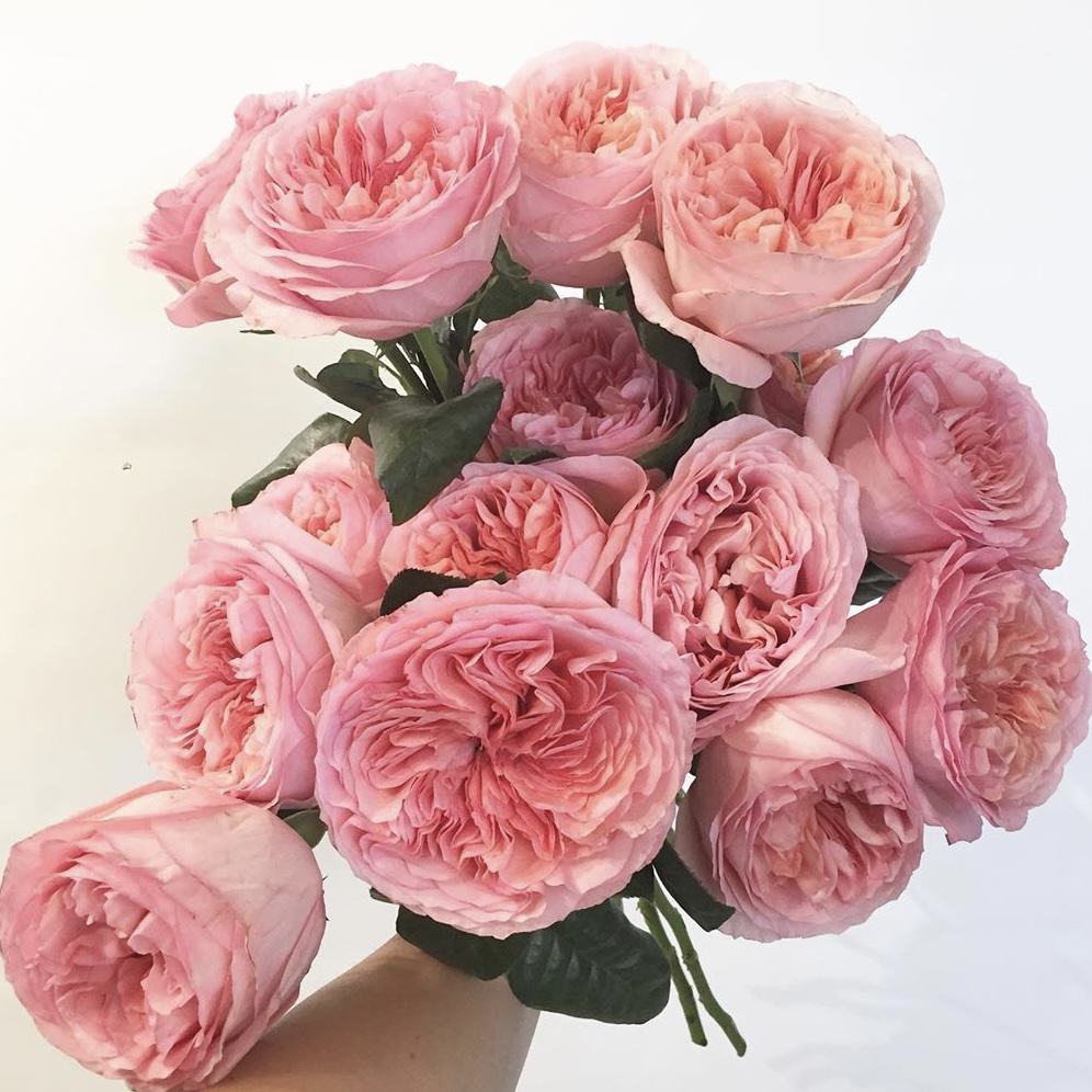 Пинк Экспрешн  (Pink X-Pression) в Махачкале