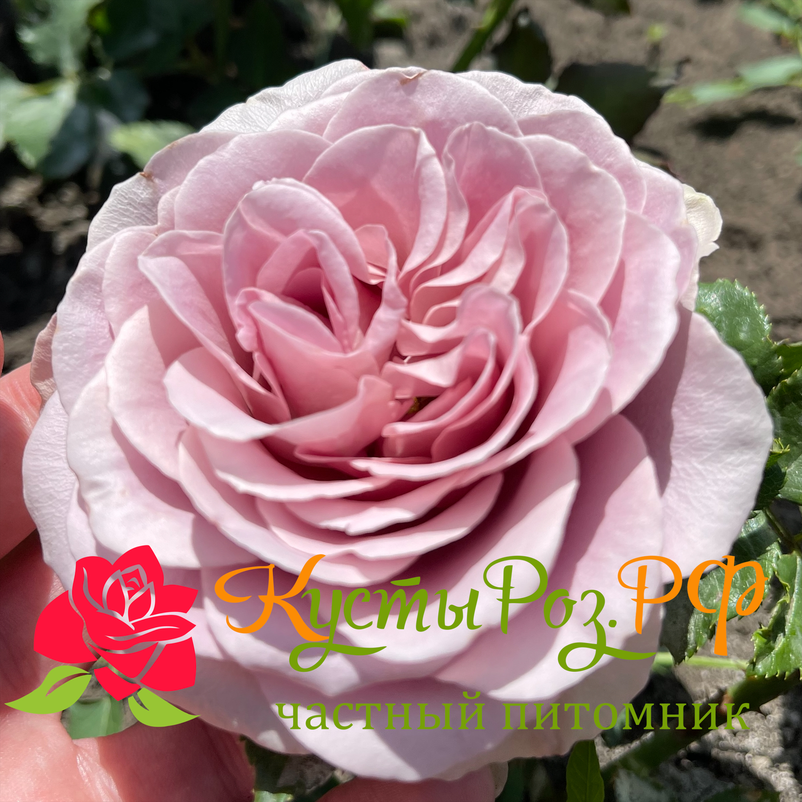 Монмартр (Montmartre) в Махачкале