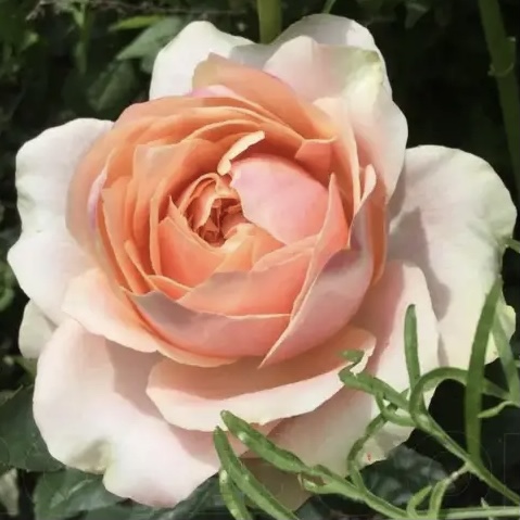 Мария Натали в Махачкале