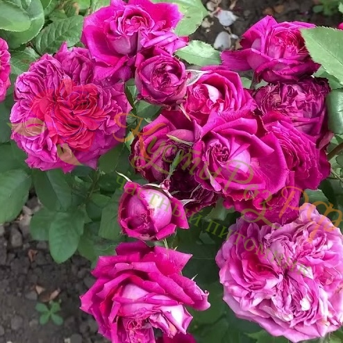 Икеа (Ikea) в Махачкале