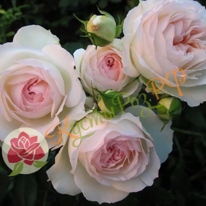 Графиня Элке цу Рантзау (Grafin Elke zu Rantzau) в Махачкале