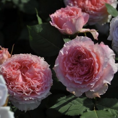 Корона в Махачкале