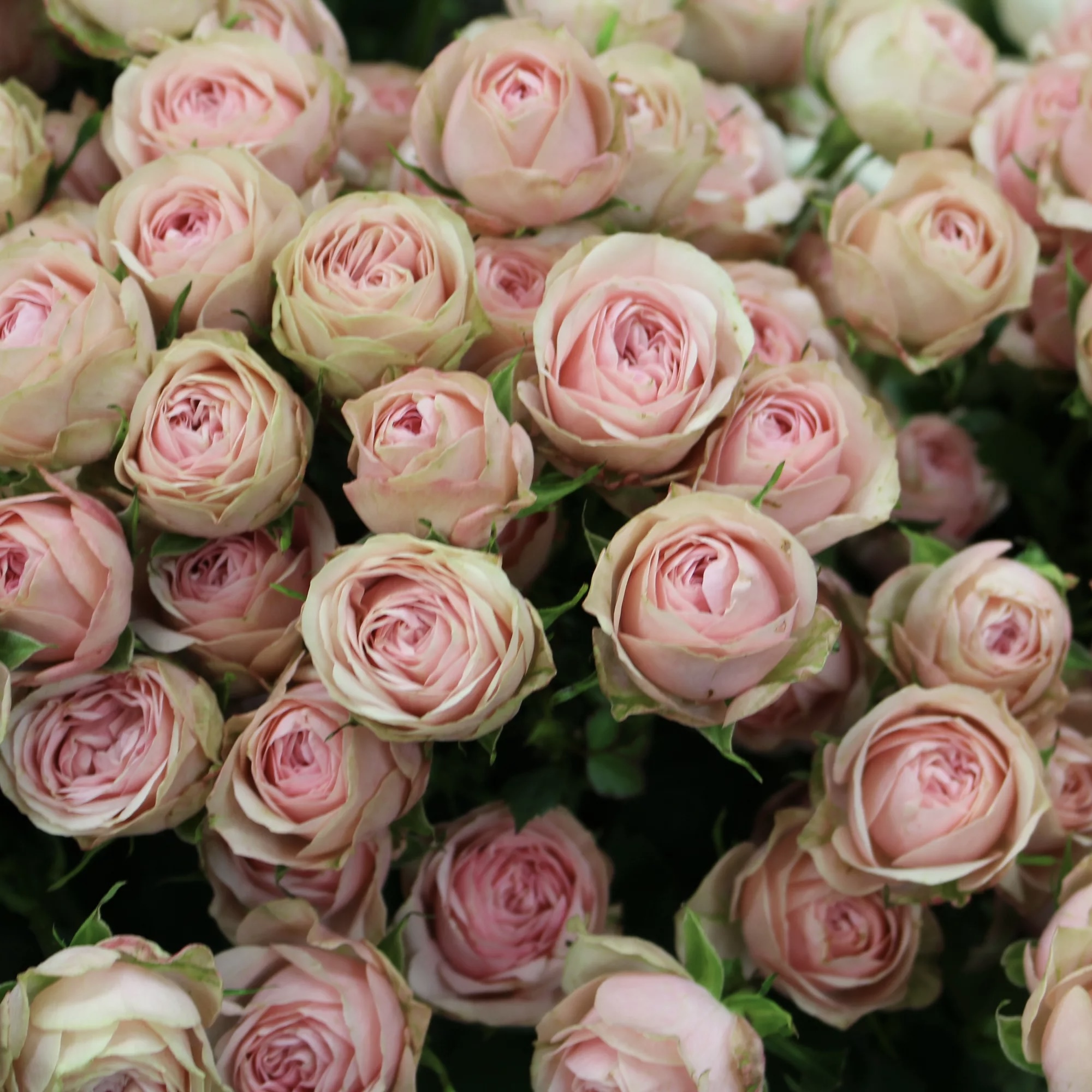 Эден Романтика в Махачкале