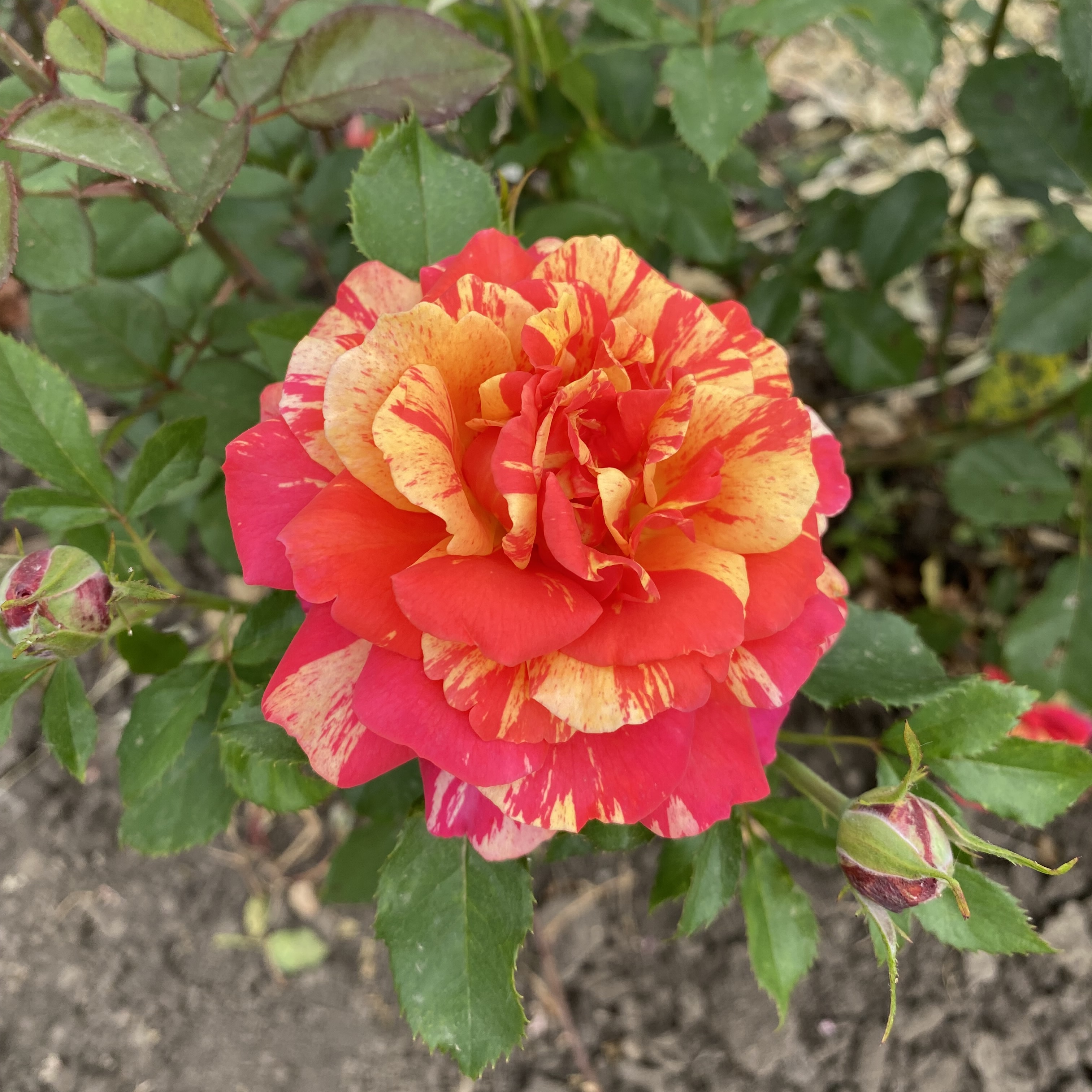 Оранж Лемон в Махачкале