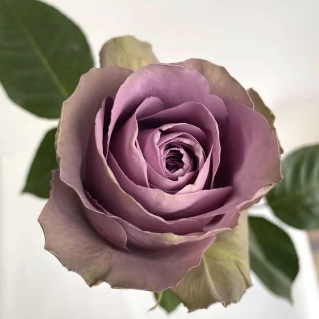 Тиара в Махачкале