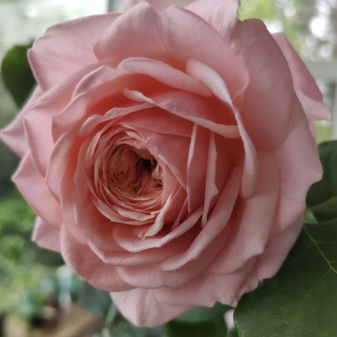 Квинси Джонс в Махачкале