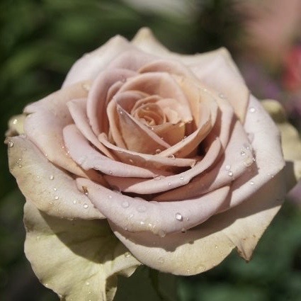 Амнезия (Amnesia) в Махачкале