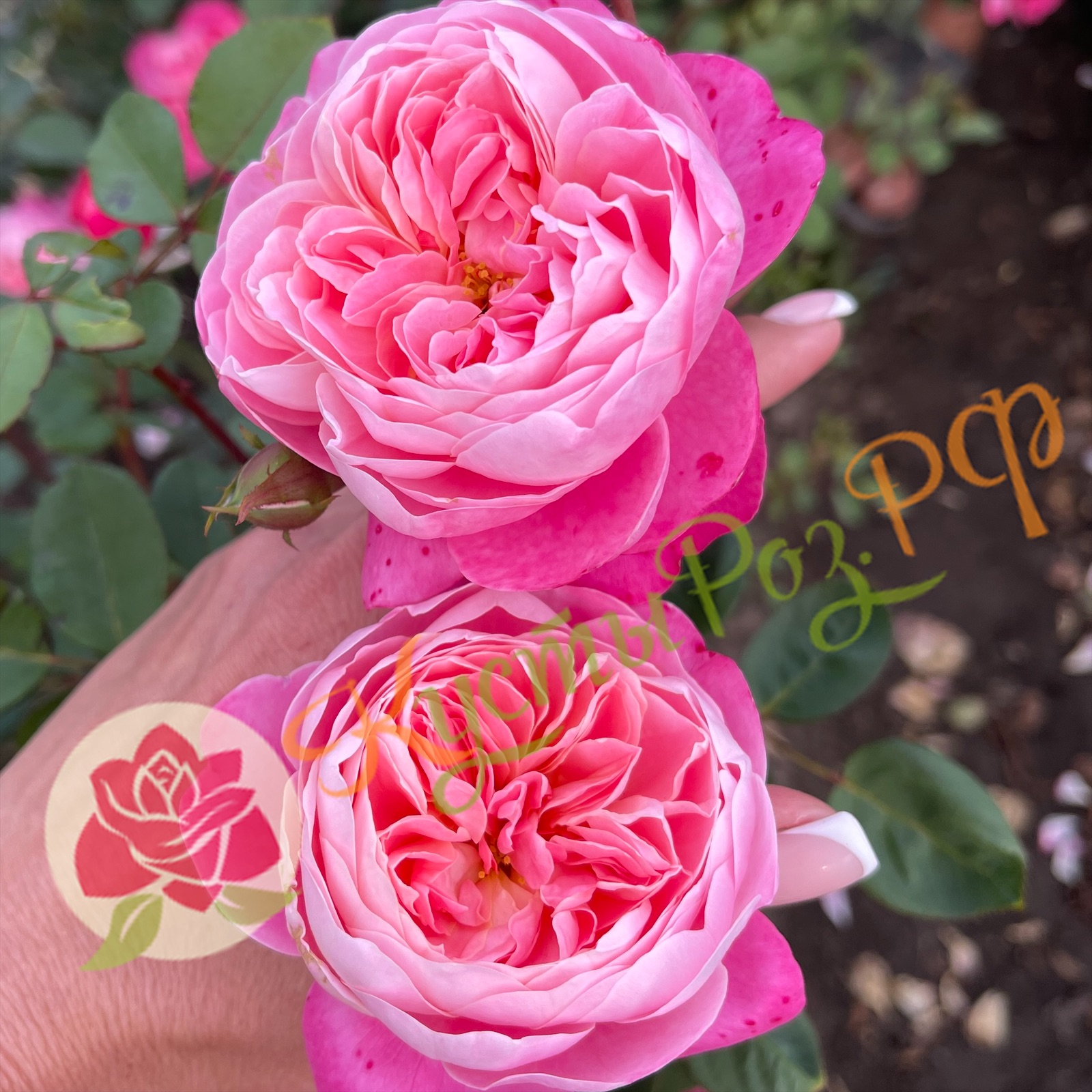 Дрим Лайт (Dream Light ) в Махачкале