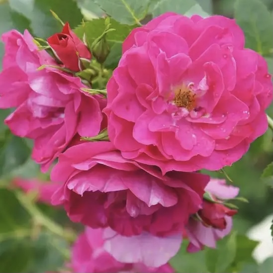 Джон Кэбот в Махачкале