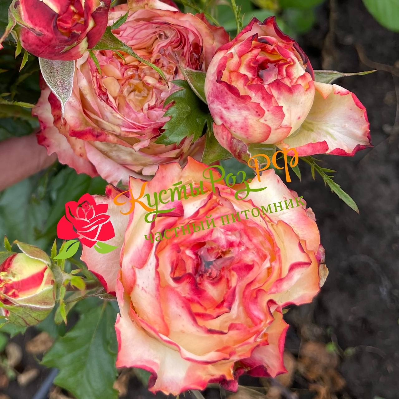 Миракулос (Miraculous) в Махачкале