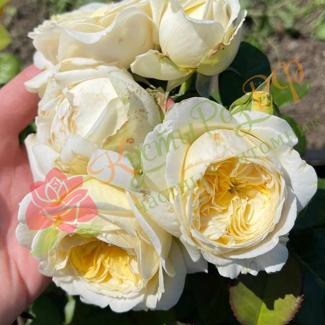 Персуэйшн (Persuasion) в Махачкале