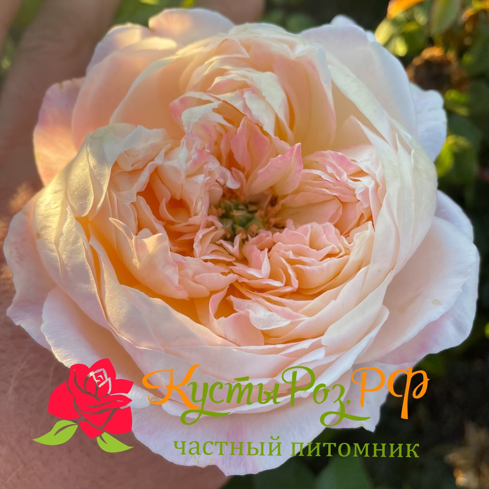 Мадам Гуля (Madame Gylua) в Махачкале