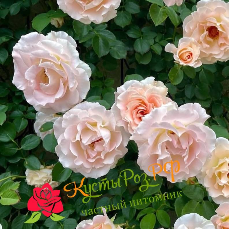 Рококо (Rokoko) в Махачкале