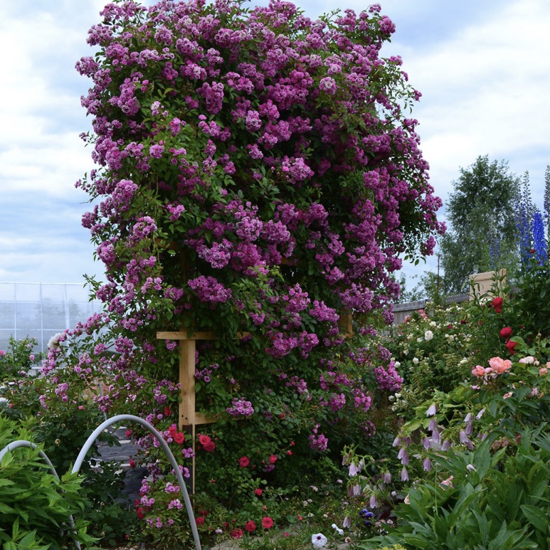 Вартбург в Махачкале