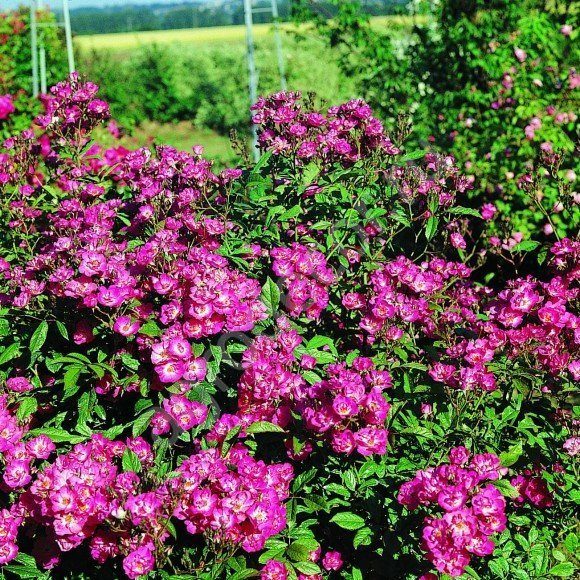 Сибелиус в Махачкале