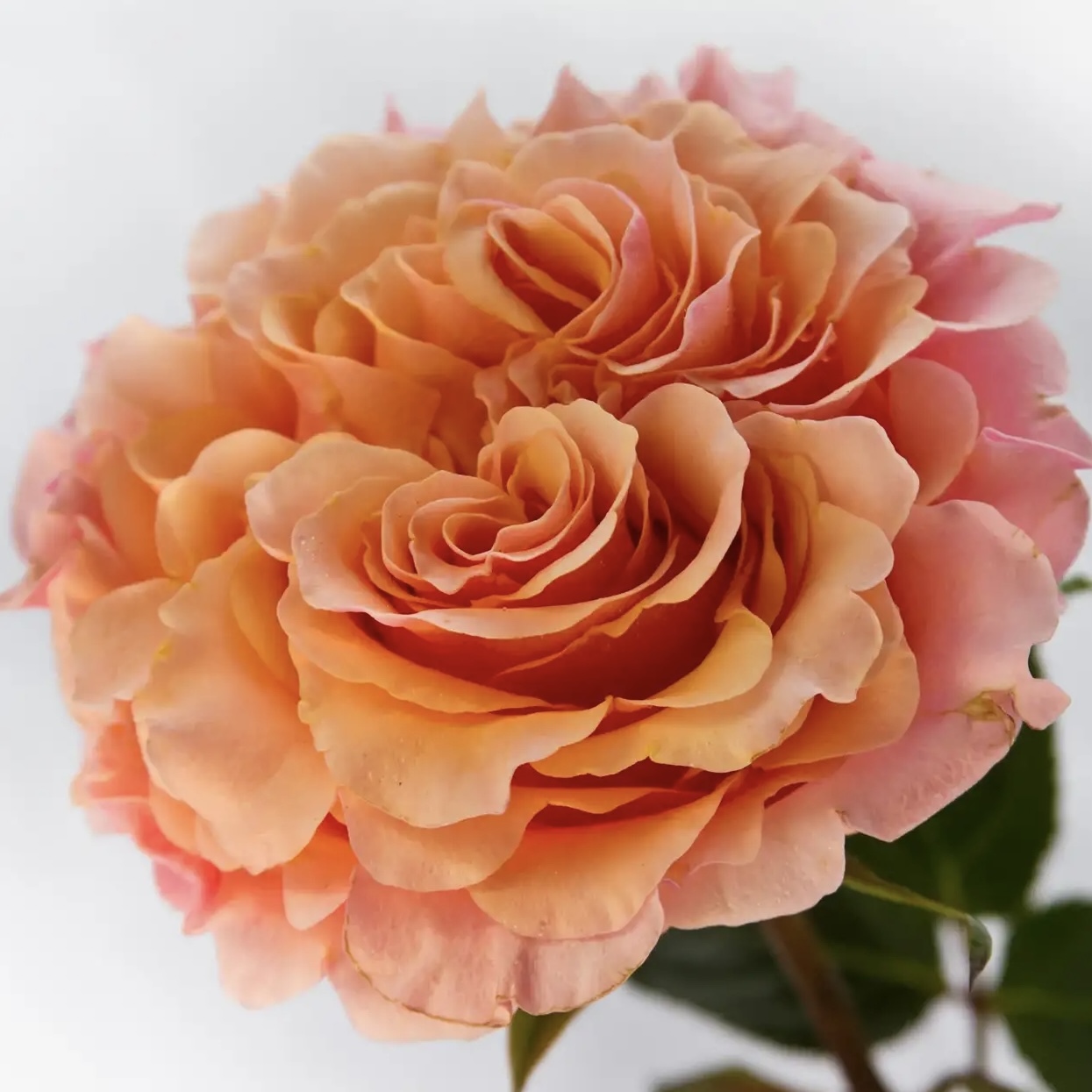 Майра Пич (Mayra's Peach) в Махачкале