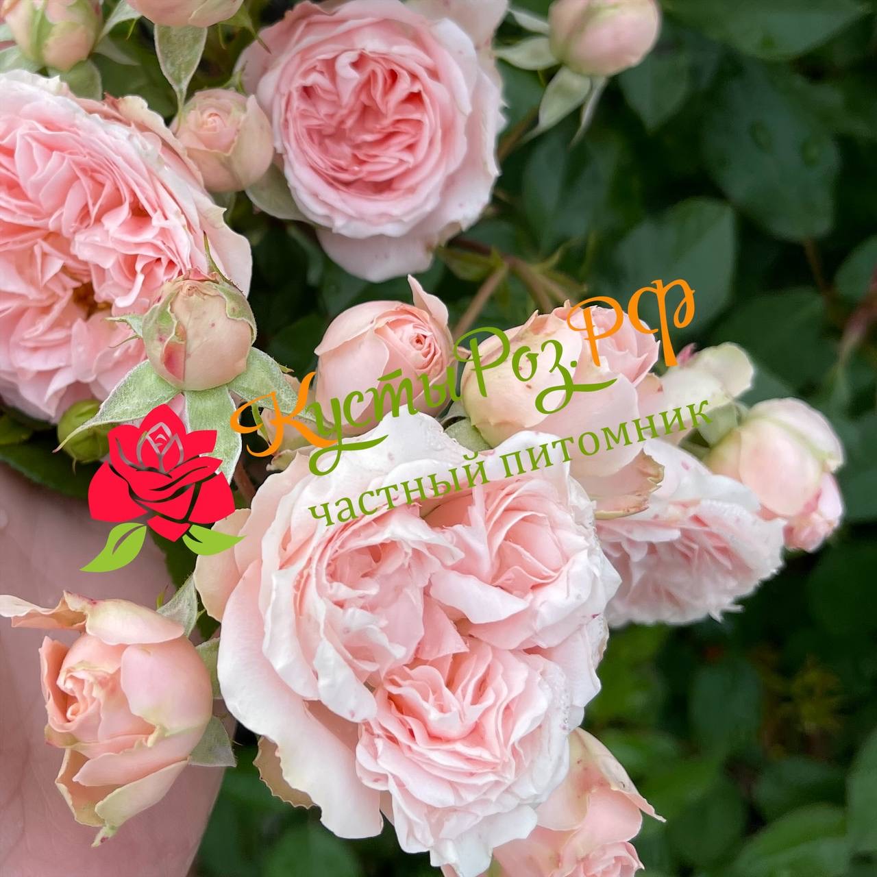 Бабушка Мэри (Grandma’s Finest Mary) в Махачкале