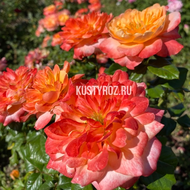 Самаритан (Samaritan) в Махачкале