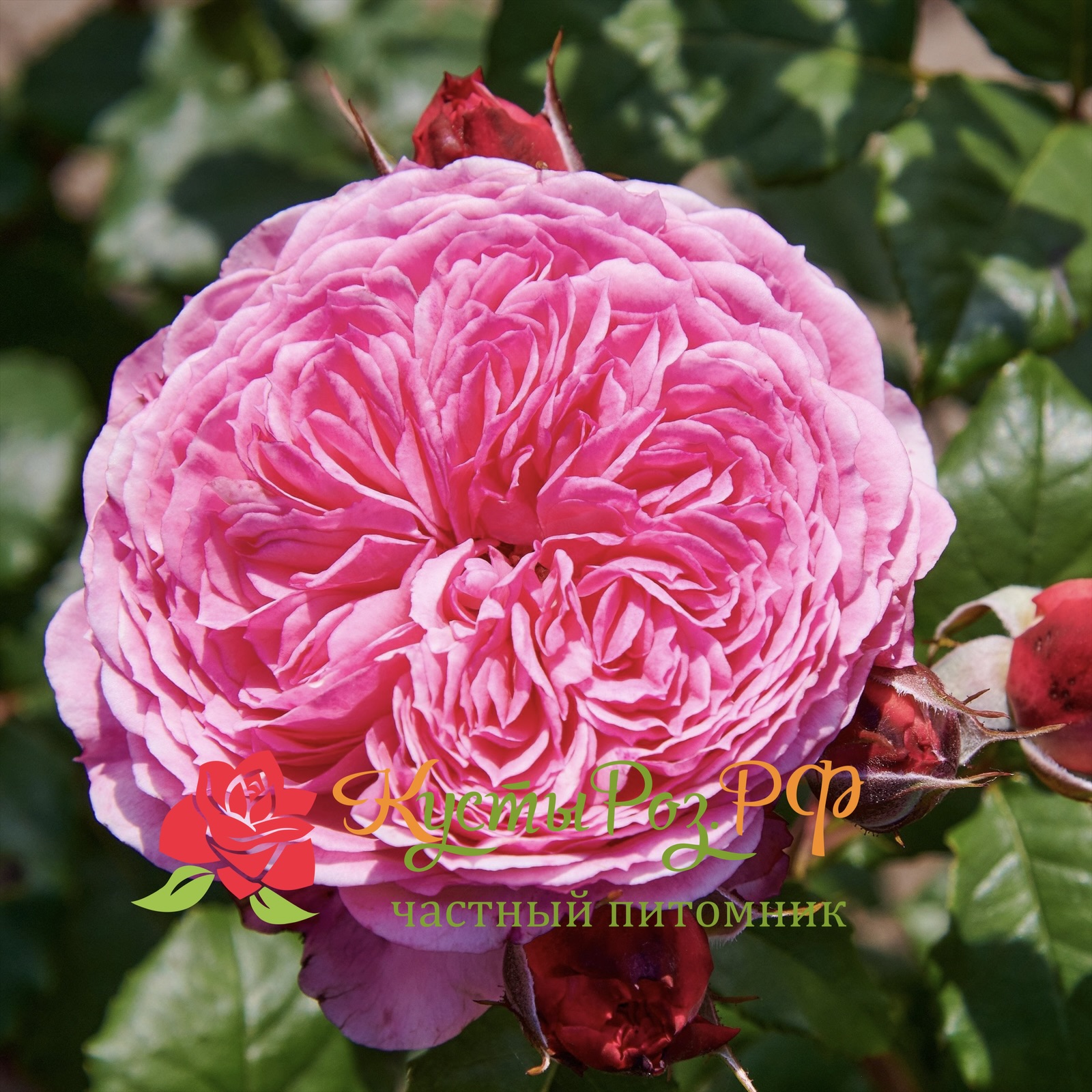 Тео Клеверс (Theo Clevers) в Махачкале