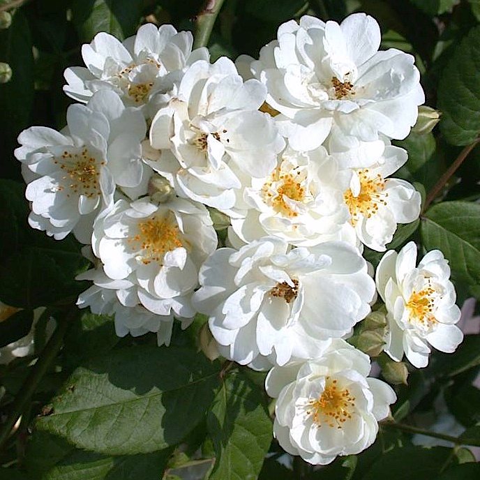 Ватерлоо (Waterloo) в Махачкале