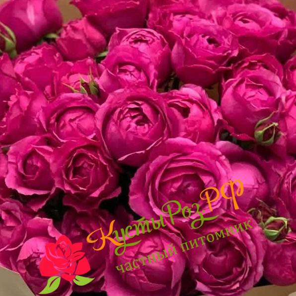 Рич Бабблз (Rich Bubbles) в Махачкале