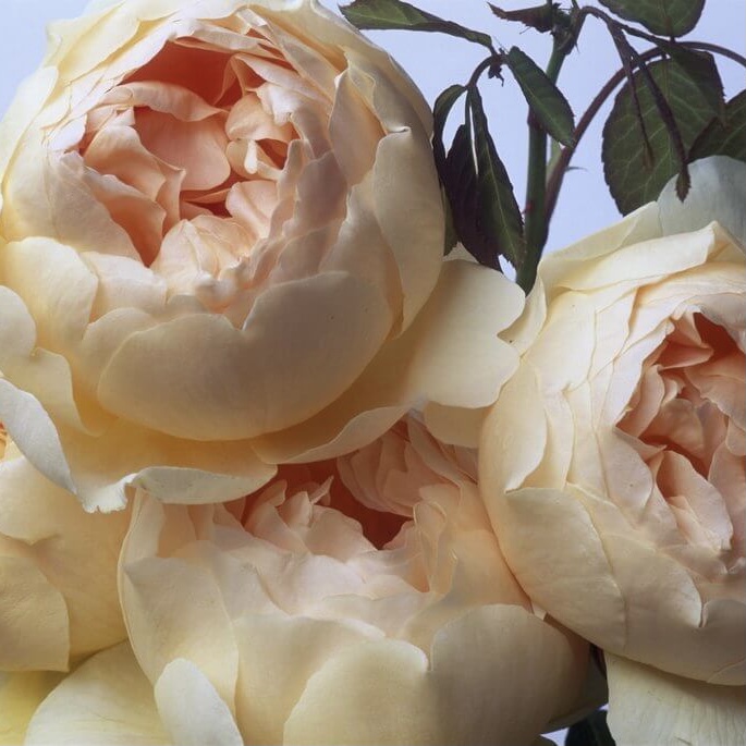 Джуд зе Обскур в Махачкале