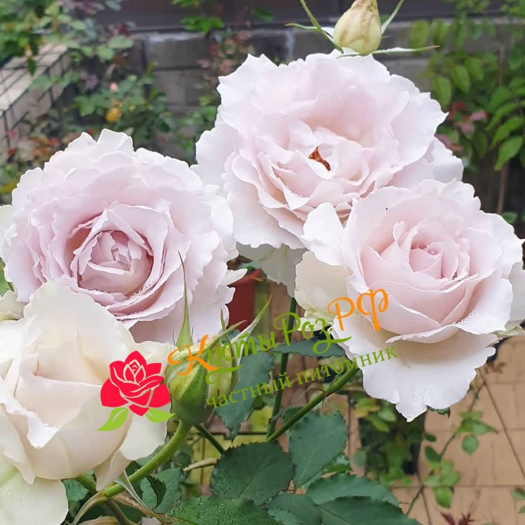 Сапфирет (Saphiret) в Махачкале