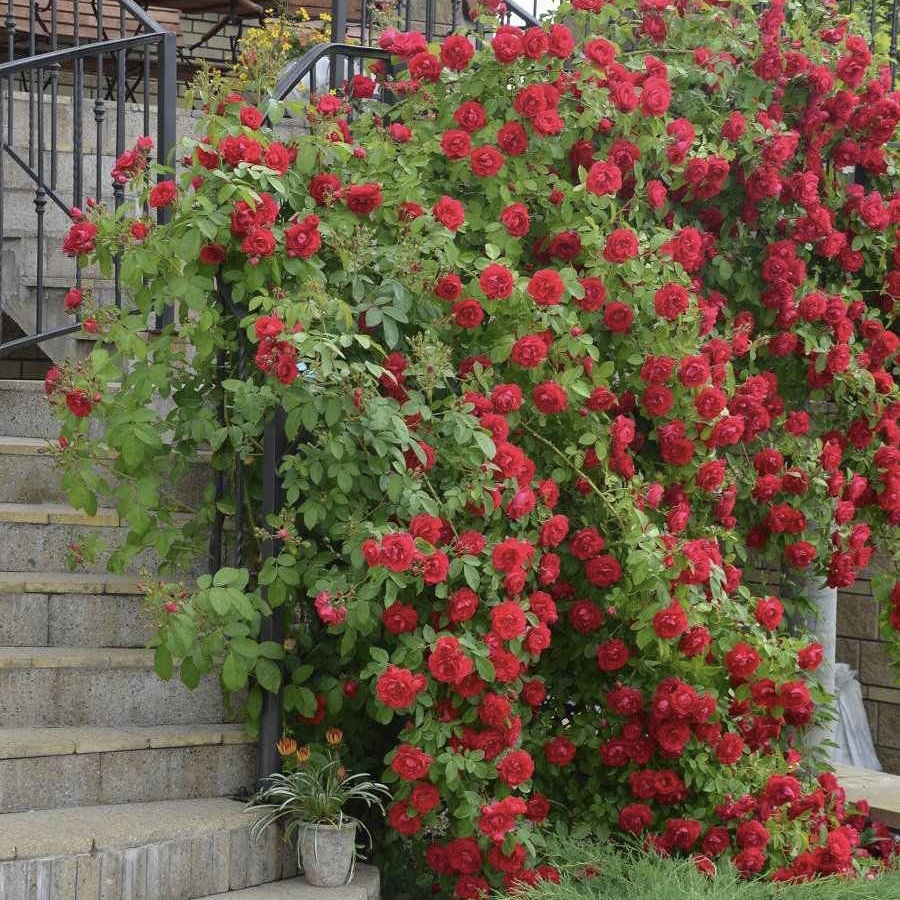 Фламентанц в Махачкале