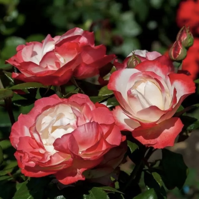 Ностальжи в Махачкале