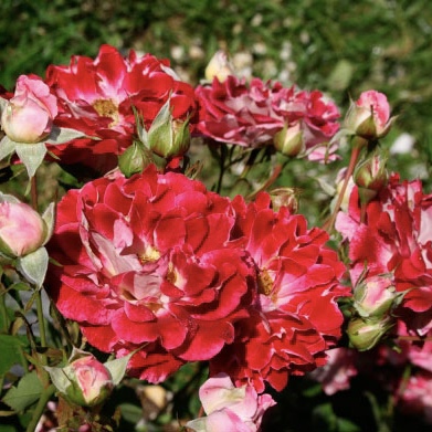 Спарклин Раффлз в Махачкале