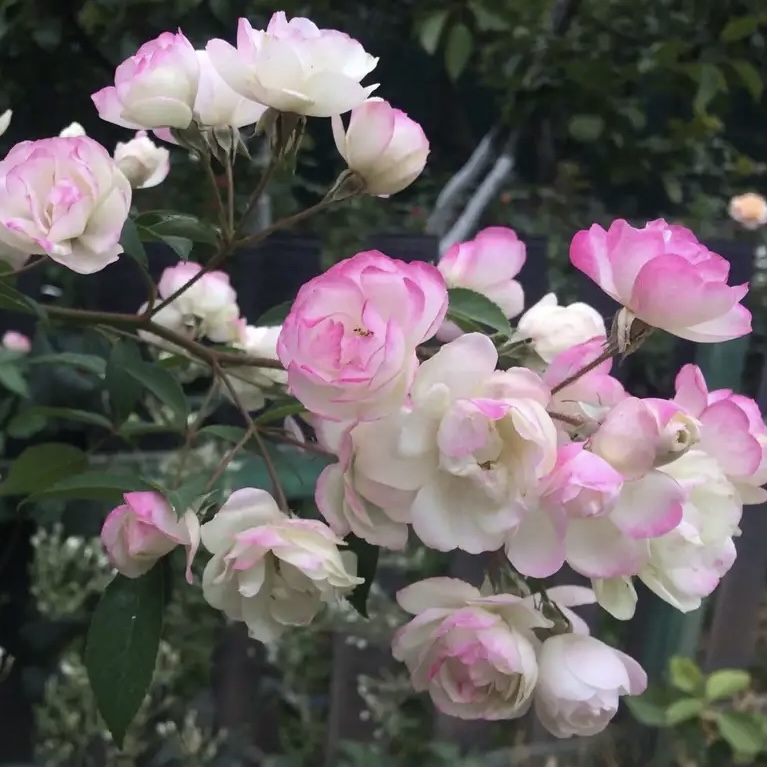 Блашин Брайд в Махачкале