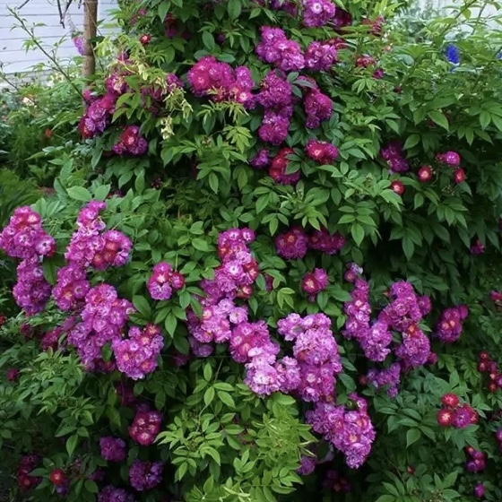 Перенниал Блю в Махачкале